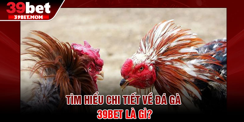 Đá Gà 39Bet - Cược Xanh Chín, Hồi Hộp Từng Khoảnh Khắc 1 Tìm hiểu chi tiết về đá gà 39Bet là gì?