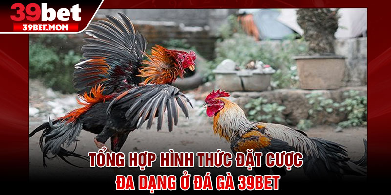 Đá Gà 39Bet - Cược Xanh Chín, Hồi Hộp Từng Khoảnh Khắc 3 Tổng hợp hình thức đặt cược đa dạng ở đá gà 39Bet